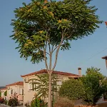 Lagouvardos Beach Apartments *