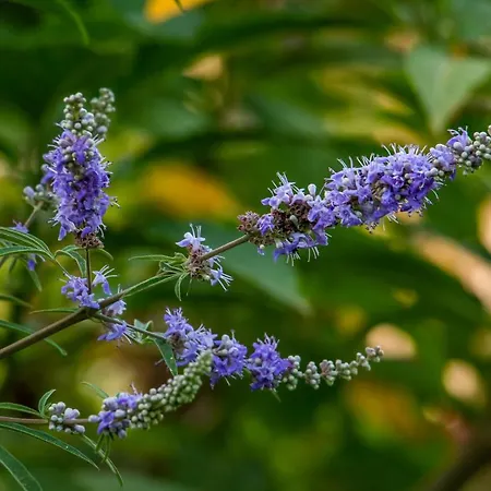 Διαμέρισμα Lagouvardos Μαραθόπολη