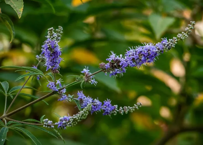 Apartamento Lagouvardos Marathopoli